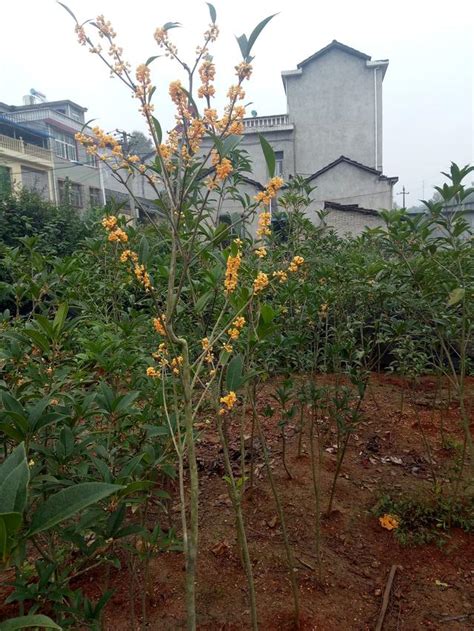 桂花不長葉|桂花葉長不大，一直焦葉、稀疏